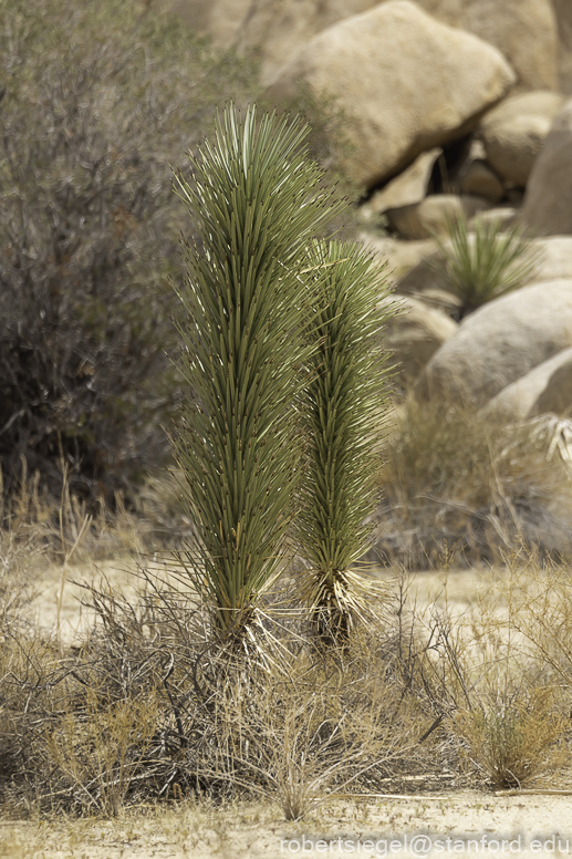 Desert Biogeography of Joshua Tree National Park